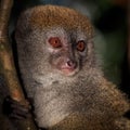 Close up of a bamboo lemur in a tree Royalty Free Stock Photo