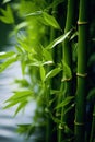 a close up of a bamboo plant