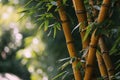 a close up of a bamboo plant