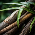 a close up of a bamboo plant with leaves on it