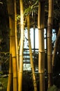 Close up bamboo plants in botanic garden concept photo