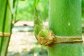 close up bamboo shoot in the garden,BAMBUSA BEECHEYANA MUNRO BEE Royalty Free Stock Photo