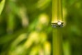 Close up Bamboo Stalk Royalty Free Stock Photo