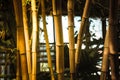 Close up bamboo stems in garden concept photo