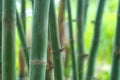 Close-up bamboo timber