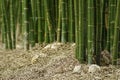 Close-up Bamboo tree in formal garden. On the floor is covered with leaves. Royalty Free Stock Photo