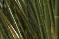 Close-up Bamboo tree in formal garden. Horizontal color image. Royalty Free Stock Photo