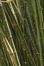 Close-up Bamboo tree in formal garden. Vertical color image. Royalty Free Stock Photo