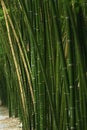 Close-up Bamboo tree in formal garden. Royalty Free Stock Photo