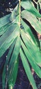 Close-up bamboo tree leaf Royalty Free Stock Photo