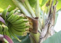 Close up banana blossom, banana flower Royalty Free Stock Photo