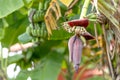 Close up banana blossom, banana flower hanging on a banana tree with bunch of raw banana in the background Royalty Free Stock Photo