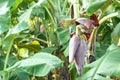 Close up banana blossom, banana flower hanging on a banana tree with bunch of raw banana in the background Royalty Free Stock Photo