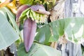 Close up banana blossom, banana flower Royalty Free Stock Photo
