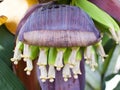 Close up banana blossom, banana flower Royalty Free Stock Photo