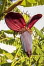 Close-up of a banana flower on a banana tree growing in a garden.