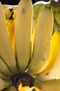 Close-up of banana bunch Royalty Free Stock Photo