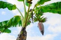 Banana flower banana blossom on blue sky background Royalty Free Stock Photo