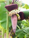 banana flower or banana blossom on tree Royalty Free Stock Photo