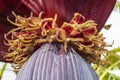 Close-up of a banana flower on a banana tree growing in a garden.