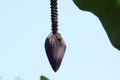A close up of banana flower hanging from banana plant Royalty Free Stock Photo