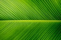 Close-up banana green leaf.