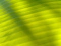 Close up of banana green leaf