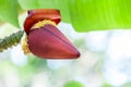 Close Up Banana inflorescence Royalty Free Stock Photo