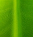 Close up Banana Leaf