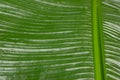 Close-up Banana leaf Nature pattern and details of banana leaf