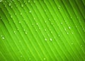 Close up of banana leaf after raining showing parallel lines. Royalty Free Stock Photo