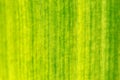 Close up of banana leaf, shallow depth of field, only centre in focus. Abstract tropical natural texture / background