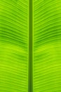 Close-up of banana leaf straight stalk at middle beautiful from green background and natural texture Royalty Free Stock Photo