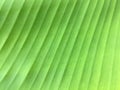 Close-up banana leaf texture background. Royalty Free Stock Photo