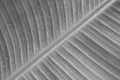 banana leaf texture, black and white photo Royalty Free Stock Photo