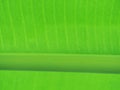 Close-up banana leaves, Nature scene of Macro green Banana leaf texture Royalty Free Stock Photo