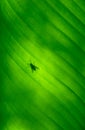 Close-up of a banana palm tree leaf