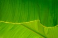 Close-up of a banana palm tree leaf