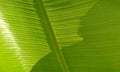 Close-up of a banana palm tree leaf. Plant, sapientum. Royalty Free Stock Photo