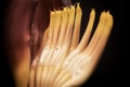 Close-up of Banana plaintain flower with a dark background