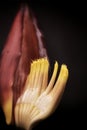 Close-up of Banana plaintain flower with a dark background