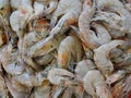 Close up of Banana shrimps Fenneropenaeus merguiensis Royalty Free Stock Photo