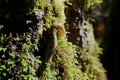 Close up of banana slug on mossy bark of maple tree lit by morning sun Royalty Free Stock Photo