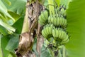 Close up banana tree with bunch of raw banana in the garden Royalty Free Stock Photo