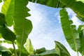 Close-up banana tree green leaves, sky background Royalty Free Stock Photo