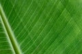 Stripe full banana leaf