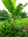 Close up of banana tree leaf on the garden Royalty Free Stock Photo