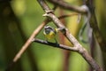 Close-up of a Bananaquit, Folha Seca, Brazil