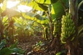 Close-up bananas on plants in plantation Royalty Free Stock Photo