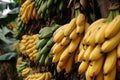 Close-up bananas on plants in plantation